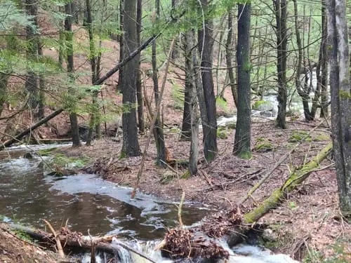 Bear Brook State Park stream and forest